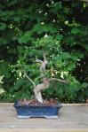 Ulmus Parvifolia 01