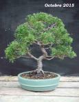 Juniperus chinensis 2015 10