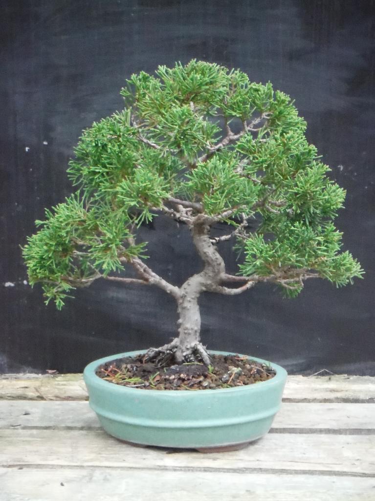 Juniperus Chinensis 01 - Octobre 2015