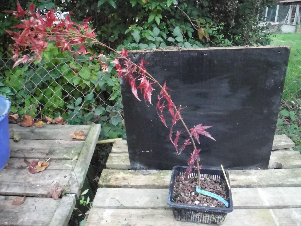 Acer Palmatum 03 : Octobre 2015