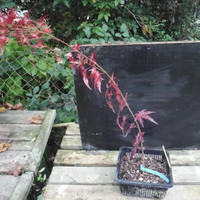 Acer Palmatum 03 : Octobre 2015