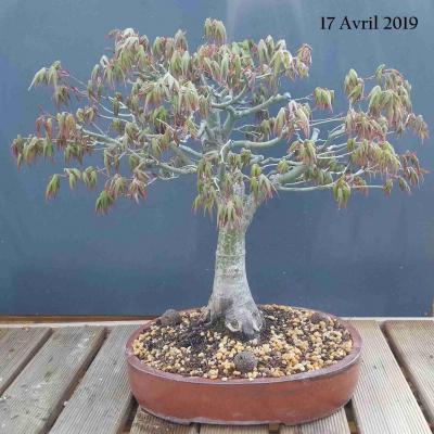 Acer palmatum - tous