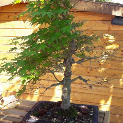 Acer palmatum 08 - 09 Juin 2018 - défoliation