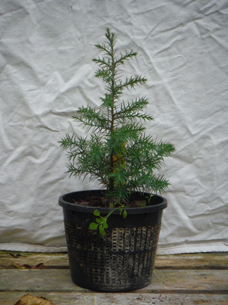 juniperus chinensis 02