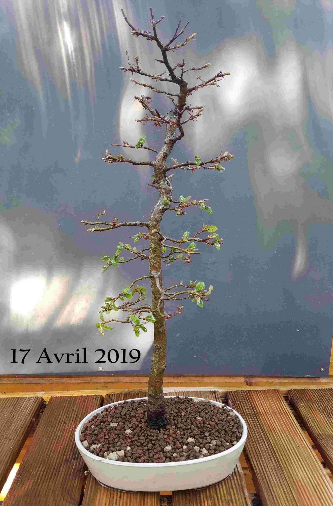 Fagus sylvatica 02 - 17 Avril 2019
