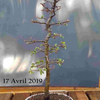 Fagus sylvatica 02 - 17 Avril 2019