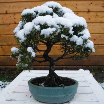 juniperus chinensis 01 - 11 Février 2017 neige
