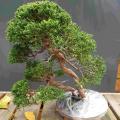 Juniperus kishu 2020 10 28 achat