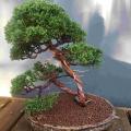 Juniperus kishu 2021 03 15 post rempotage