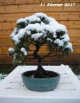 Juniperus chinensis 2017 02 11 neige